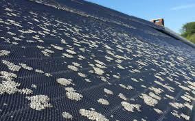 Lichen sur panneaux solaires